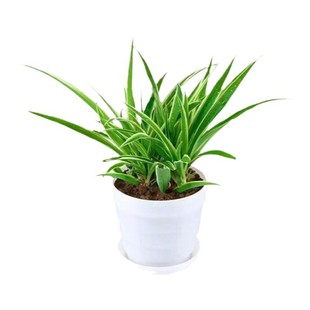 金边麦冬草苗玉龙草细叶麦冬日本矮麦冬草庭院绿化工程植物基地色