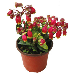 宫灯长寿花盆栽重瓣大花植物花卉室内阳台倒挂金钟不断好养