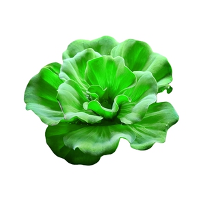 水芙蓉浮萍水草鱼缸造景装饰养鱼养龟活体植物漂浮真水草净化水质
