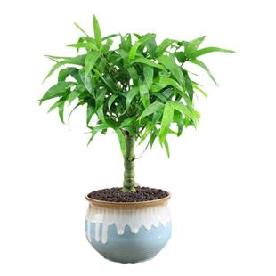 罗汉竹佛肚竹盆栽客厅办公室造景老桩树苗观赏南天竹米竹耐寒植物