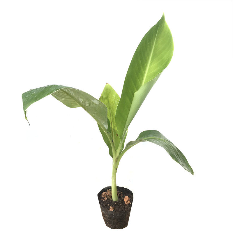 正宗矮化高产香蕉苗南方粉蕉皇帝蕉果树苗盆栽庭院