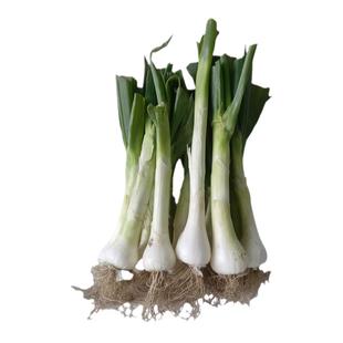 大葱农家老笨葱河北特产葱冬储新鲜大葱蔬菜开胃炒香无污染纯天然