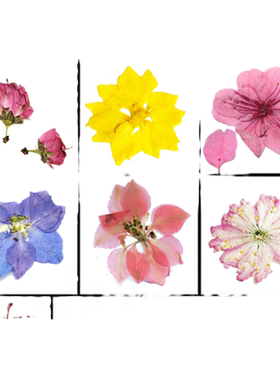 飞燕草压花押花DIY标本干花包