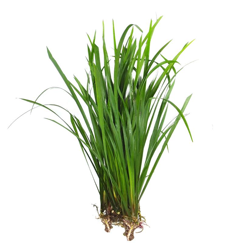 贵州现采山萘茴香菖蒲香料