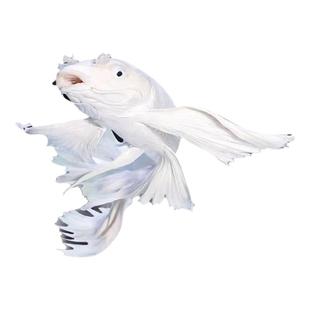 台湾纯种蝴蝶鲤冷水观赏鱼短身球体金鱼鱼苗好养锦鲤大鳍大尾