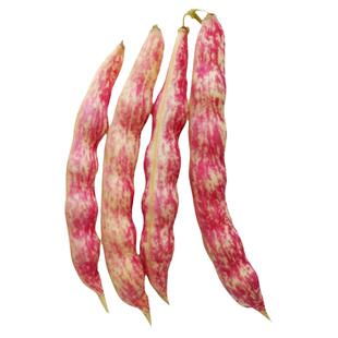 红金钩油豆种子四季豆种籽面豆角早熟春季菜种孑禾之元蔬菜种子