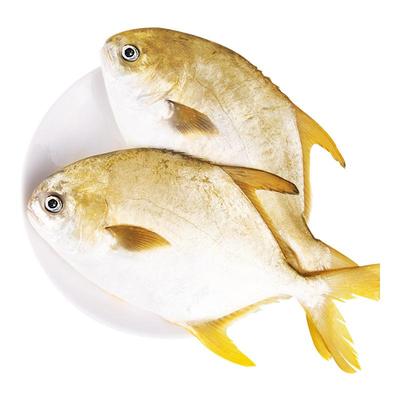 新货金鲳鱼新鲜镜鱼海鱼