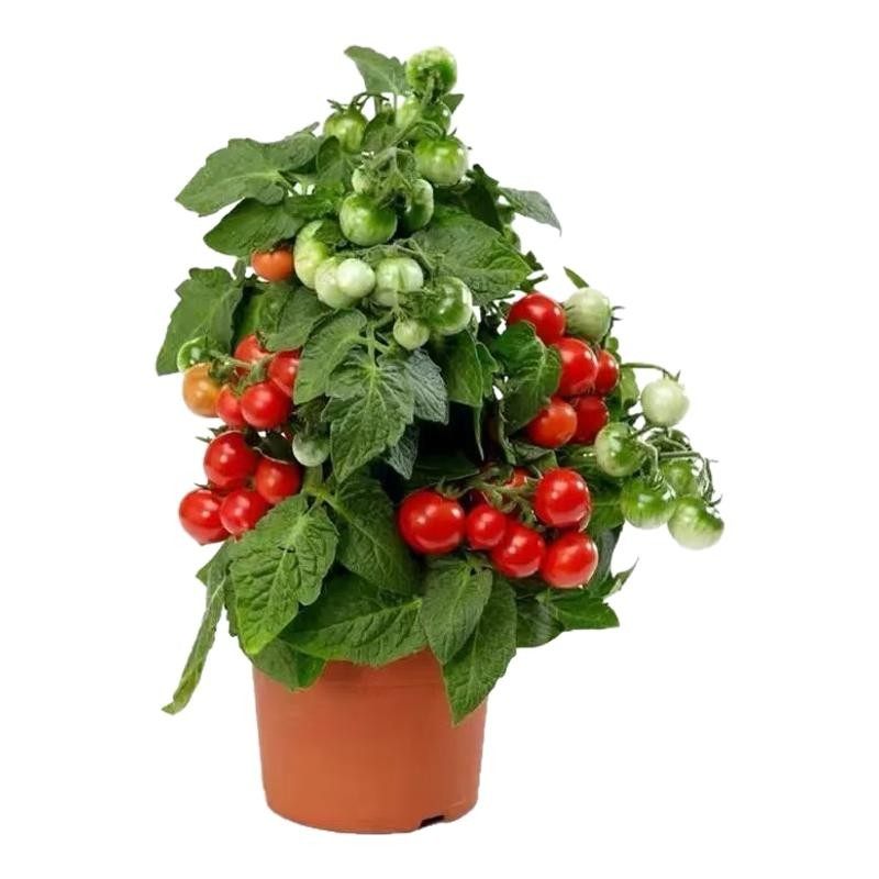 四季小番茄种子千禧圣女果矮生西红柿阳台庭院盆栽种籽孑水果种籽