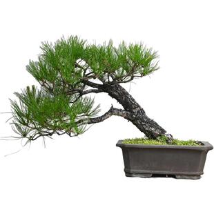 精品黄山松盆景山采老桩大型盆栽庭院别墅造景玄关松树迎客松山松