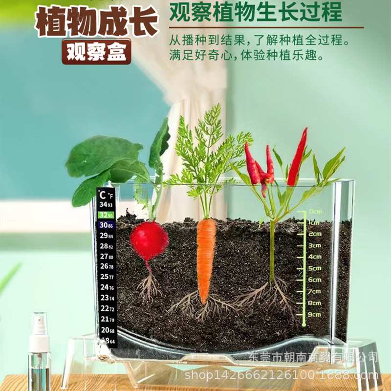 幼儿园学生劳动课学种植物菜生长儿童透明种子观察根系记录发芽盒