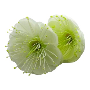 绿梅花盆景树桩盆栽浓香绿萼梅花苗阳台庭院花卉植物室内外