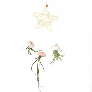 空气凤梨无土植物海胆壳创意吊饰套餐组合家居底座室内盆栽绿植