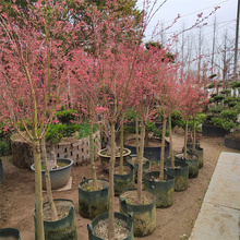 泰勒枫树日本红枫树苗盆栽地栽庭院阳台植物粉色枫叶花园植物