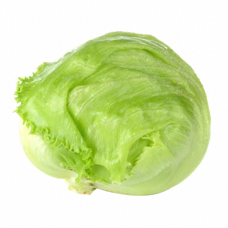 结球生菜苗秧带土球脆嫩好吃绿色生菜种子四季盆栽耐寒耐热庭院