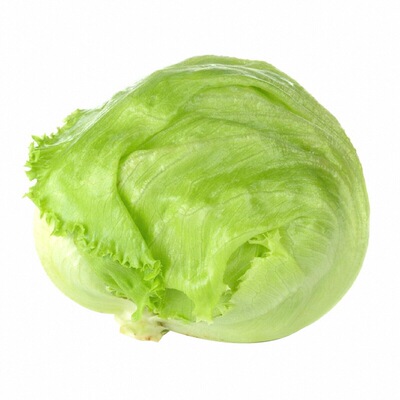 结球生菜苗秧带土球脆嫩好吃绿色生菜种子四季盆栽耐寒耐热庭院