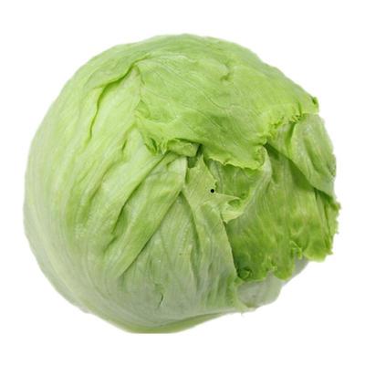 农场直供新鲜球生菜沙拉食材
