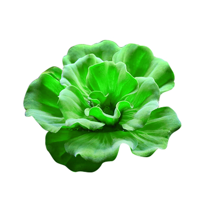 水洲纪浮萍水草净水耐活水芙蓉