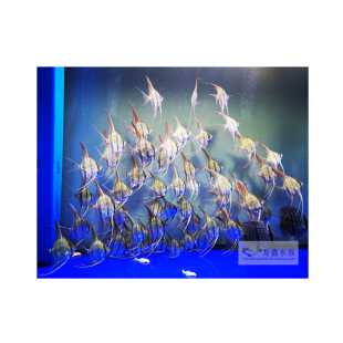 埃及神仙鱼埃及圣菲利佩南美七彩神仙埃及鱼观赏热带鱼活体已定水