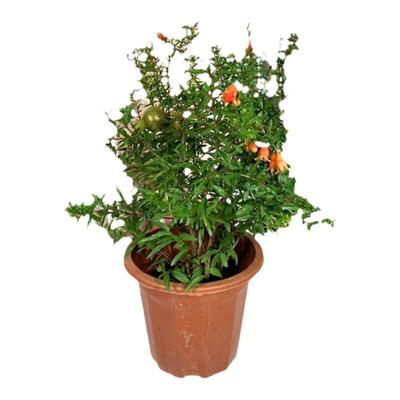 广州发货石榴花带花苞室外植物