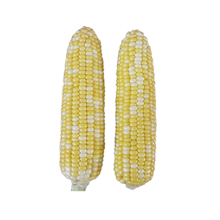 金银双色水果玉米种子昕禾721种籽禾之润香甜牛奶香原装正品种籽