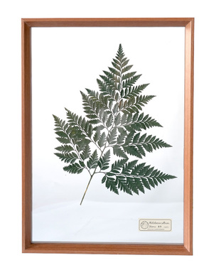 野地花园植物标本装饰画