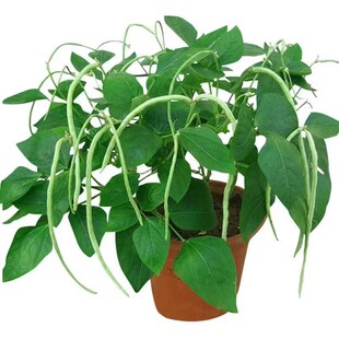 无架豆种子不搭架长豇豆种籽地豆蔬菜种孑阳台春秋季四季播种豆角