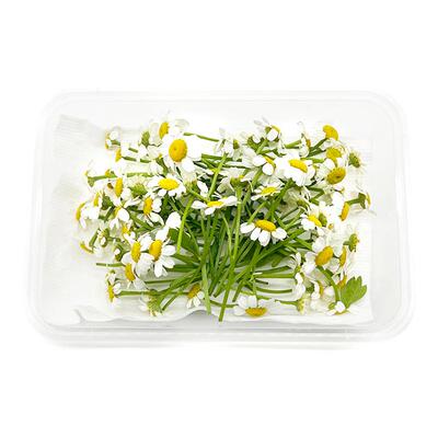 点缀装饰西餐摆盘食用花