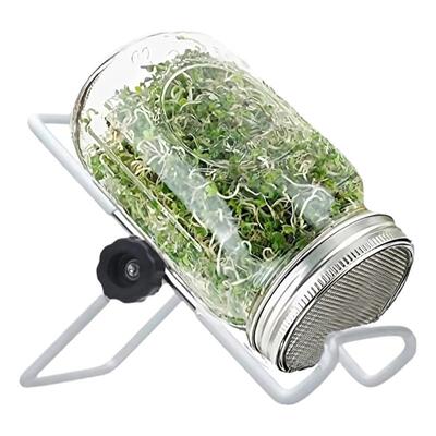 masonjar玻璃家用苜蓿绿豆生豆芽