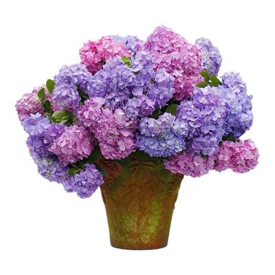 绣球花苗老桩无尽夏绣球花苗室内盆栽花卉植物室内阳台庭院易养活