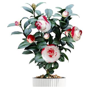 吉普赛女郎山茶花树苗盆栽福建龙岩名贵茶花庭院绿植玫瑰花型耐寒