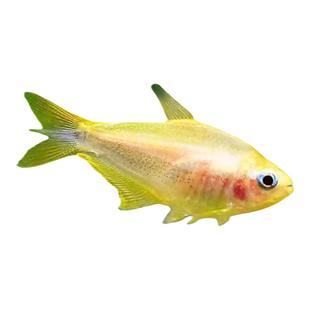 黄金帝王灯鱼稀有帝王灯黑帝王水草缸混养群游热带淡水观赏灯科鱼