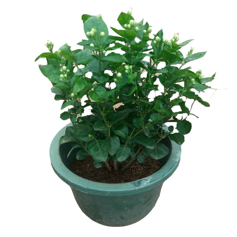 可食用茉莉花盆栽树苗可食用重瓣茉莉花苗植物阳台绿植芳香花卉