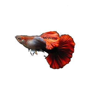 巴西红扇褶扇孔雀鱼观赏鱼热带鱼凤尾鱼小型淡水鱼纯种活体宠物
