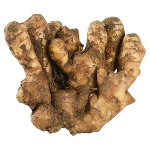 山东大姜优质生姜老姜新鲜大黄姜精品带泥生姜块老生姜老黄姜包邮