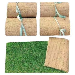 草坪真草皮带土别墅花园庭院绿化植物马尼拉草坪带泥土草皮四季青