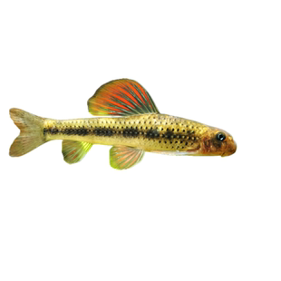 建德小鳔鮈原生观赏鱼小型冷水鱼工具鱼除藻鱼缸清道夫清理鱼粪