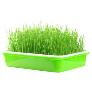 蒜苗蒜黄种植盆发豆芽菜芽苗菜家用育苗盘盒专用水培器皿种蒜神器