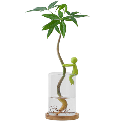 发财树盆栽水培植物客厅书房桌面