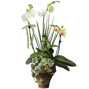 蝴蝶兰盆栽室内带花苞绿植办公室工位花卉懒人四季好养活花卉盆景