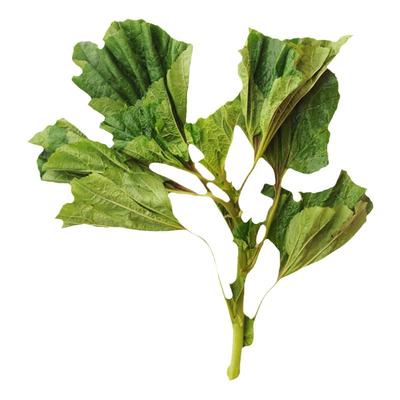 糯米冬寒菜种子苗耐寒