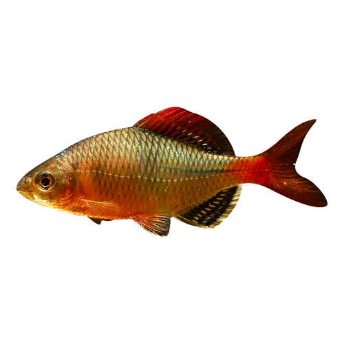 越南鳑鲏鱼中华yu彩石yu火山原生冷水观赏鱼旁皮水草缸不加温活体