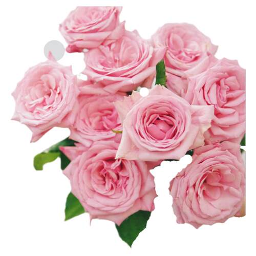 偏爱玫瑰 | 玫瑰花 鲜花 云南直发A级 咖啡时间礼物店内任2扎顺丰