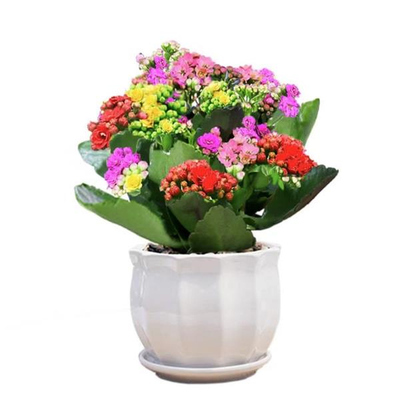 长寿花盆栽带苞金狐狸四季