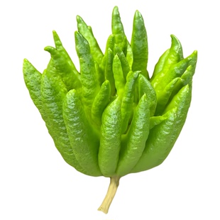 云南现摘新鲜佛手柑鲜果观赏可食用闻香清供水培天然香薰柠檬清香