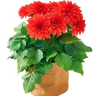 小丽花盆栽小丽菊花苗带花发货阳台庭院花卉植物大丽花多年生绿植