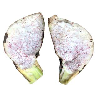 顺丰包邮正宗荔浦芋头种植苗荔浦香芋种子苗槟榔大香芋紫藤芋种苗