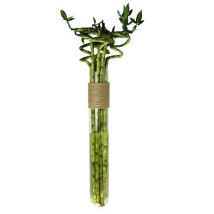 创意水培富贵竹麻绳玻璃花瓶转运竹花插器皿家居民宿墙面装饰壁挂