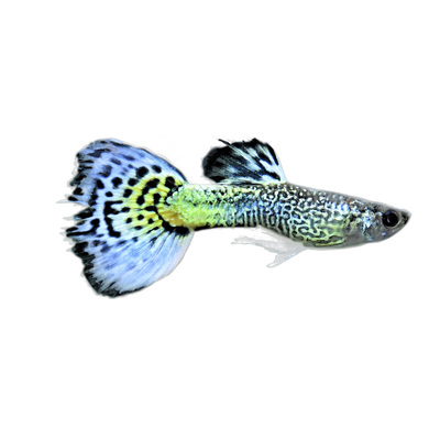 淡水群游宠物纯种小型热带孔雀鱼