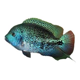 小鱼天网火口凶猛肉食猛鱼热带食肉鱼观赏鱼可混养易存活淡水鱼苗