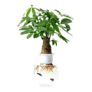 发财树室内水培植物和鱼共养盆栽客厅办公室桌面摆放易养活